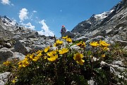 50 Cariofillata delle pietraie (Geum reptans)
